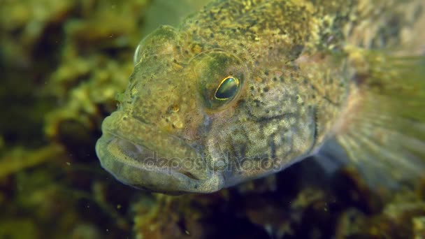 Reproduktion av svartbult (Gobius niger)). — Stockvideo