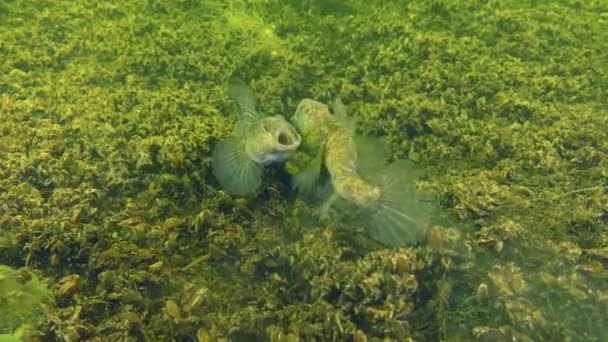 Reproduktion av svartbult (Gobius niger)). — Stockvideo