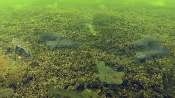 Svart smörbult (Gobius niger) — Stockvideo