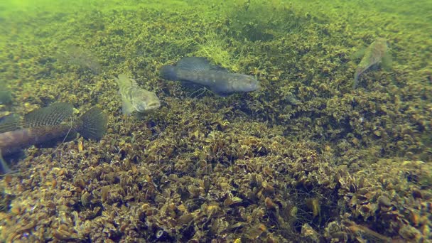 Rituales de apareamiento del gobio negro (Gobius niger ). — Vídeos de Stock