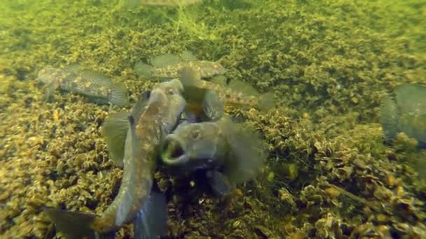 Rituales de apareamiento del gobio negro (Gobius niger ). — Vídeos de Stock