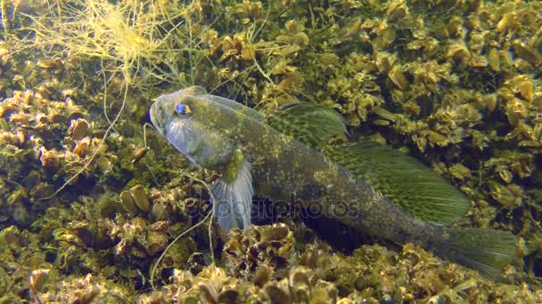 交配仪式的黑色鰕虎鱼 （Gobius 尼日尔). — 图库视频影像