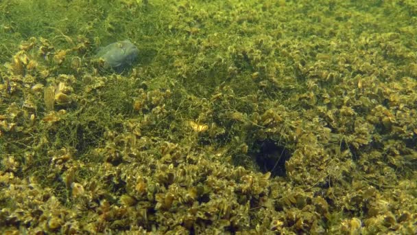 Paring rituelen voor zwarte goby (Gobius niger). — Stockvideo