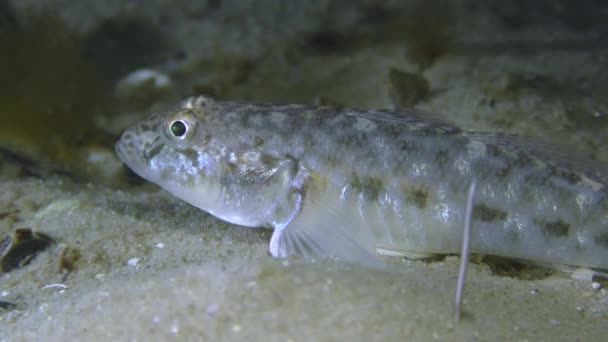 Sandsmörbult eller Monkey smörbult (Neogobius fluviatilis). — Stockvideo