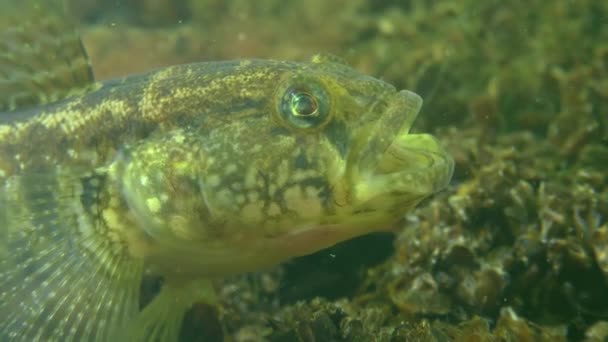 Goby hierba (Zosterisessor ophiocephalus), una pose de amenaza . — Vídeos de Stock