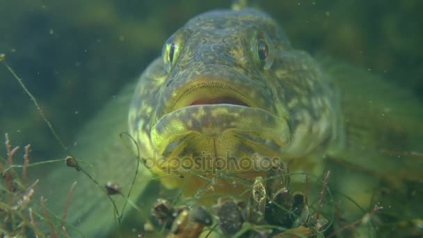 Gräs smörbult (Zosterisessor ophiocephalus), porträtt. — Stockvideo