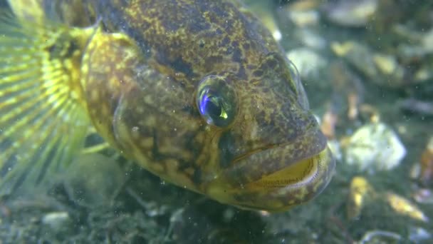 Gras goby (Zosterisessor ophiocephalus), portret. — Stockvideo