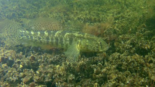 Gras goby (Zosterisessor ophiocephalus), voeding. — Stockvideo