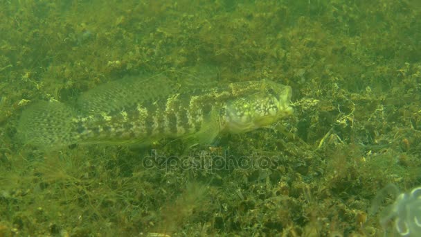 Çimen kaya balığı (Zosterisessor ophiocephalus), bir poz tehdit. — Stok video