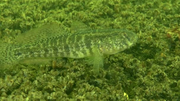 Grass goby (Zosterisessor ophiocephalus), una minaccia . — Video Stock