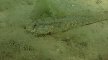 Çim kaya balığı (Zosterisessor ophiocephalus).