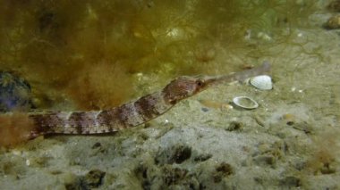 Kalın burunlu pipefish (Syngnathus variegatus).