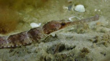 Kalın burunlu pipefish (Syngnathus variegatus), portre.