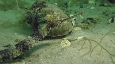 Kalın burunlu pipefish (Syngnathus variegatus), portre.