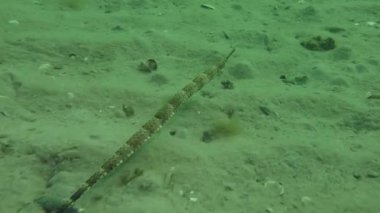 Kalın burunlu pipefish (Syngnathus variegatus).