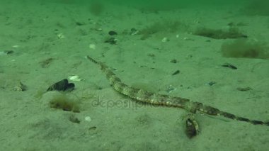 Kalın burunlu pipefish (Syngnathus variegatus).