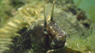 Dokunaçlı blenny (Parablennius tentacularis).