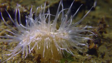 Zarif Anemone (Sagartia elegans).