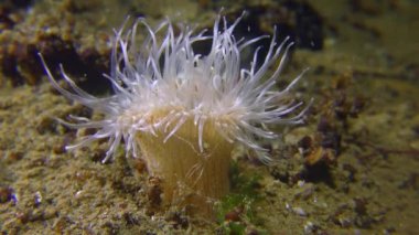 Zarif Anemone (Sagartia elegans).