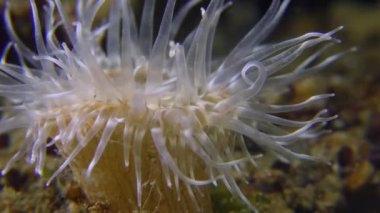 Zarif Anemone (Sagartia elegans).