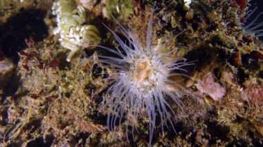 Zarif Anemone (Sagartia elegans).