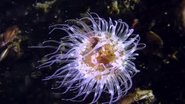Zarif Anemone (Sagartia elegans).