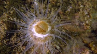 Zarif Anemone (Sagartia elegans).