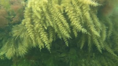 Hydroids kaynaklanıyor dalgalar halinde bükülmüş.