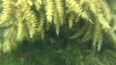 Hydroids kaynaklanıyor dalgalar halinde bükülmüş.