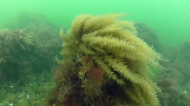 Dalgalar tarafından hydroids bush temizleyicileri.