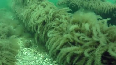 Hydroid (Obelia longissima çalılıkları).