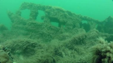 Hydroid (Obelia longissima çalılıkları).