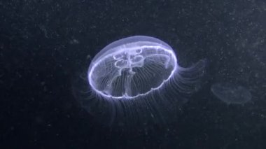 Medusa karanlık bir arka plan üzerinde.
