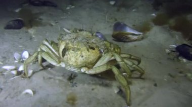 Yeşil Yengeç yavaş yavaş alt tarar.