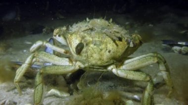 Yeşil yengeç veya Kıyı yengeci (Carcinus maenas)).