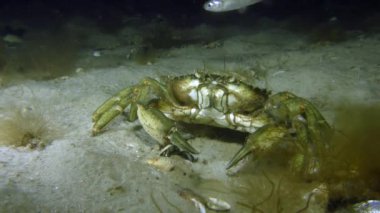 Yeşil Yengeç yemek için arıyor.