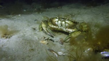 Yeşil yengeç veya Kıyı yengeci (Carcinus maenas)).