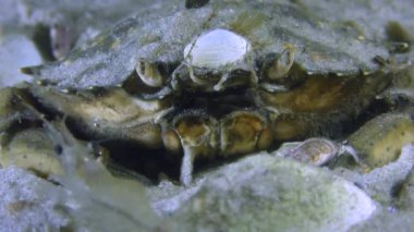 Yeşil bir yengeç portresi.