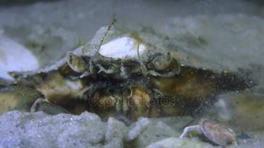 Yeşil Yengeç kuma gömer.