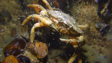 Yeşil Yengeç midye bir arka plan üzerinde.