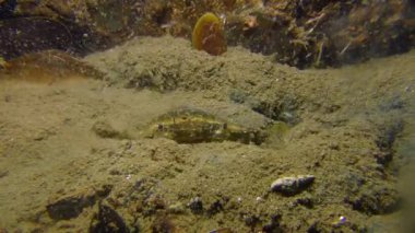 Yeşil Yengeç çamurlu zemin içine gömer.