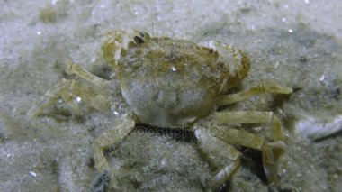Grapsoid Yengeç (Brachynotus sexdentatus)