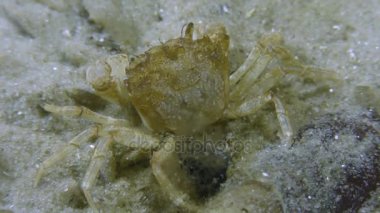Grapsoid Yengeç (Brachynotus sexdentatus)