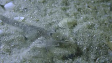 Kahverengi karides (Crangon crangon), portre.