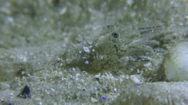 Kahverengi karides (Crangon crangon).