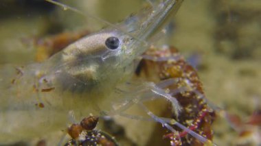 Baltık karides (Palaemon adspersus), portre.