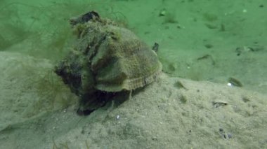 İstilacı türlerin Rapa salyangozu (Rapana venosa damarlı).