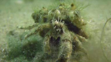 Makro küçük münzevi kimse Yengeç (Diyojen pugilator)