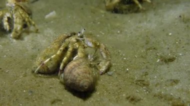 Erkek ve kadın küçük Yalnızcıl Yengeç (Diyojen pugilator).