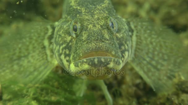 Çimen kaya balığı (Zosterisessor ophiocephalus), bir poz tehdit. — Stok video
